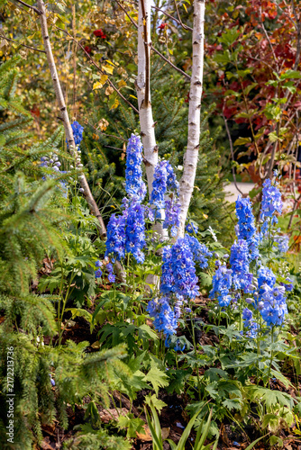 Delphinium 