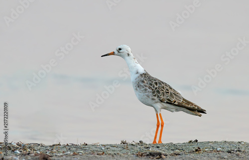 Canvastavla Ruff (Calidris pugnax) Ruff standing on a sandy shore in transition plumage