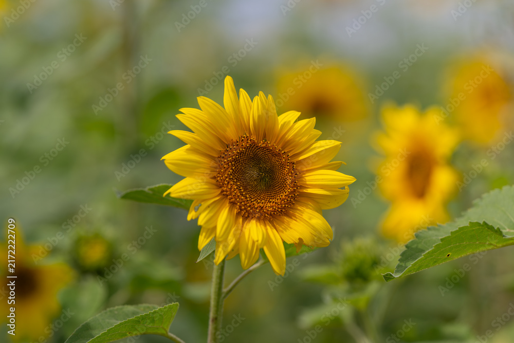 Fototapeta premium Bright sunflowers bloom cheerfully in a field showcasing their vibrant yellow petals under a clear blue sky inviting warmth and joy