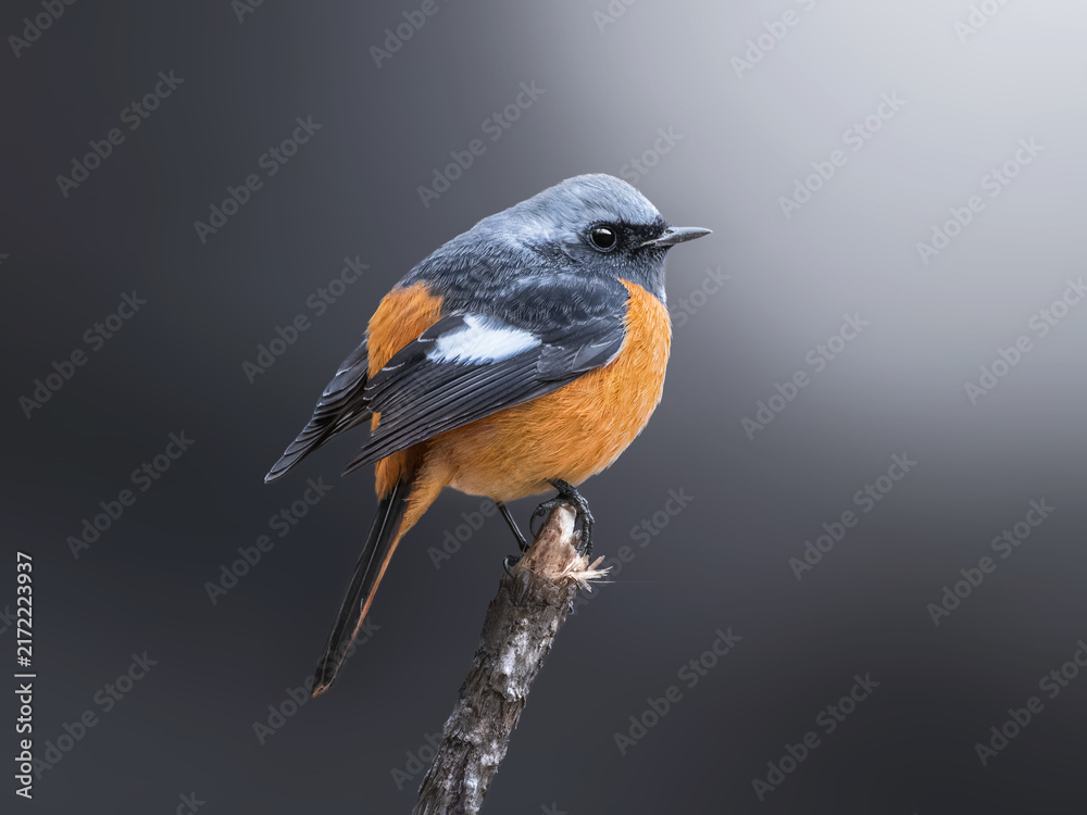 Fototapeta premium Male Daurian Redstart (Phoenicurus auroreus) perched on a branch with dramatic spotlight on dark background