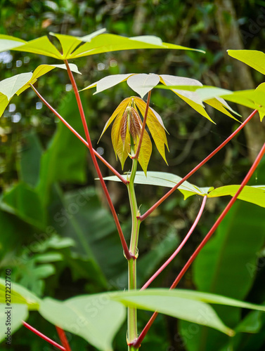 Canvastavla Close-Up of Young Cassava Plant Shoots with Red Stems in Nature
