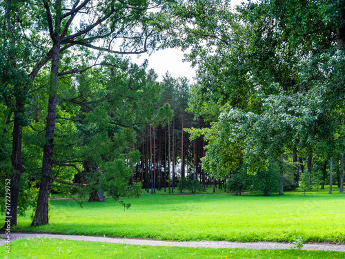 Obraz na płótnie green meadow and pine grove in park in summer