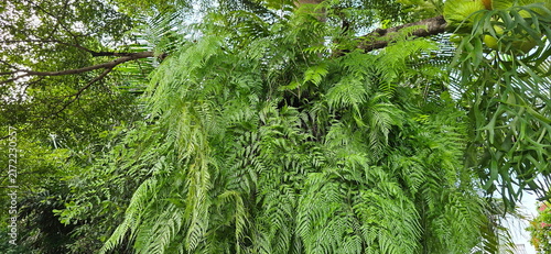 Maidenhair fern (Serpent fern or Serpent king fern) is popular ornamental plant with long, slender, gracefully flowing leaves. This popular epiphytic fern. Grow in hang down to form a thick clump.
