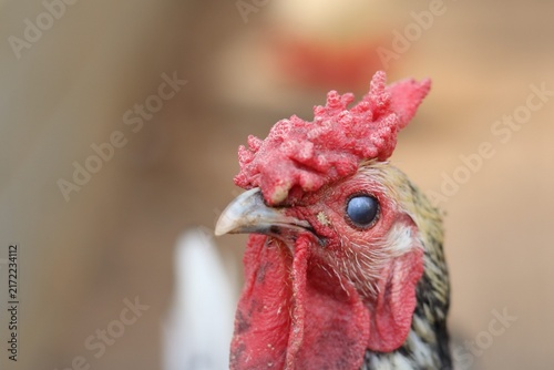 Close Up Portrait of a Beautiful Braekel Chicken with Striking Red Comb and Patterned Feathers.