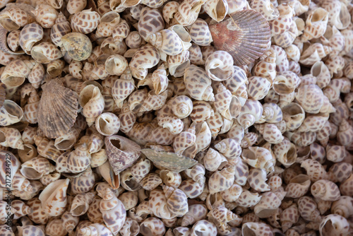 A dense pile of small patterned sea shells and scallop shells in soft neutral tones, showing intricate texture, repetition and natural seaside detail suitable for design, backgrounds, travel and decor