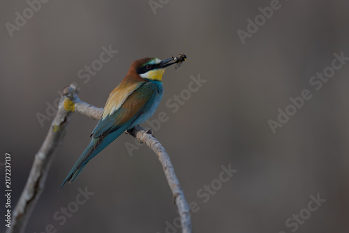 Foto European bee-eater with bee