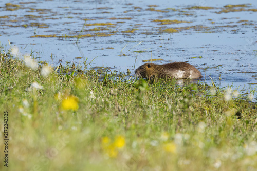 Bild auf Leinwand A nutria swims toward the shore; algae on the water; nutrias in the lake surroun