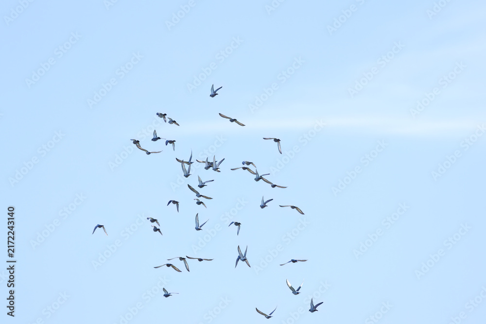 Obraz premium Many birds in flight, probably pigeons; a flock of birds in flight with outstretched wings; blue sky; birds passing by