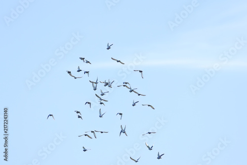 Photography Many birds in flight, probably pigeons; a flock of birds in flight with outstret
