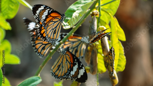 Migrating Milkweed butterfly , Monarch butterflies have accumulated on winter Hong Kong Island