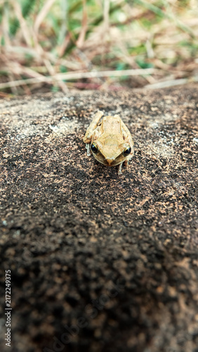 Probably Indian tree frog Polypedates maculatus from Hong Kong Island