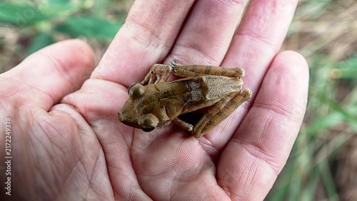 Probably Indian tree frog Polypedates maculatus from Hong Kong Island