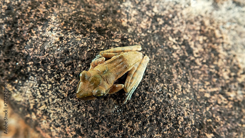 фотографія Probably Indian tree frog Polypedates maculatus from Hong Kong Island