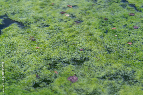 Fotografía Vibrant green pond scum covers a tranquil surface creating an intricate texture
