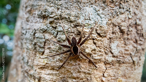 wolf spider (Lycosidae), raft spider from Hong Kong Island