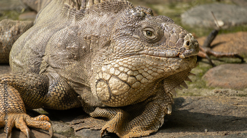 Big iguana