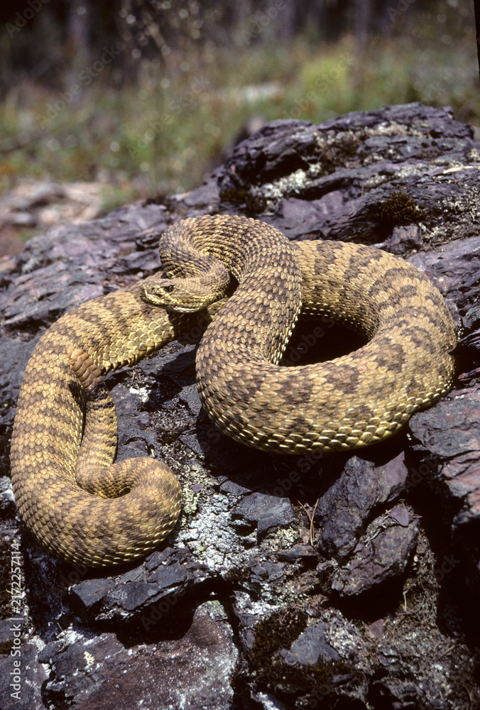 Obraz premium 02915-00314 Western Rattlesnake (Crotalus viridis) MT