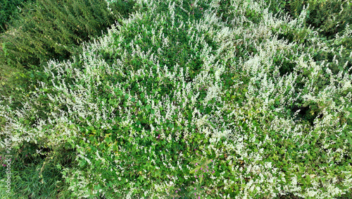 Echinocystis lobata wild cucumber invasive plant small Cucurbitaceae prickly cucumber wild mock cucumber clusters white flowers climbing growing expansive vine drone green stems, tendrils, lobed