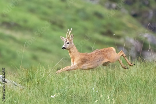 Фотография Male European roe deer (Capreolus capreolus) running in a alpine meadow at twilight, Italian Alps, Piedmont