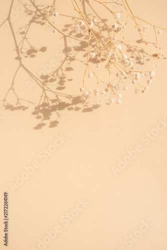 Dry branches cast shadows on a light background in a simple setup showing nature