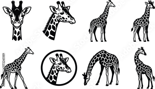 Photography Collection of black and white giraffe featuring various poses, head portraits, a