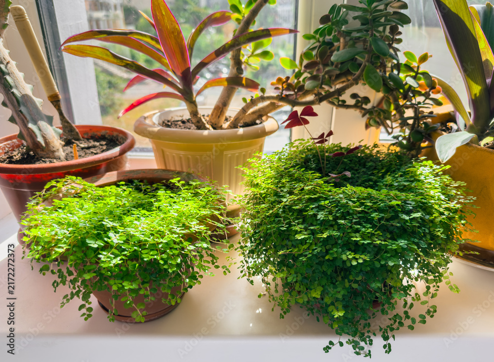 Fototapeta premium Potted house plants sitting on sunny window sill at home