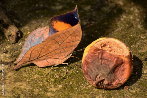 Foto Close-up photograph of a deadleaf butterfly (Kallima inachus) feeding on a ripped fallen guava fruit on the ground during a monsoon morning in its natural habitat in Himachal Pradesh, India