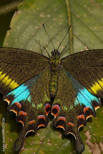 Close-up macro photograph of a freshly emerged Woolly-branded Peacock butterfly (Papilio polyctor) perched on a green leaf in its natural habitat in Himachal Pradesh, India, during a summer morning.  