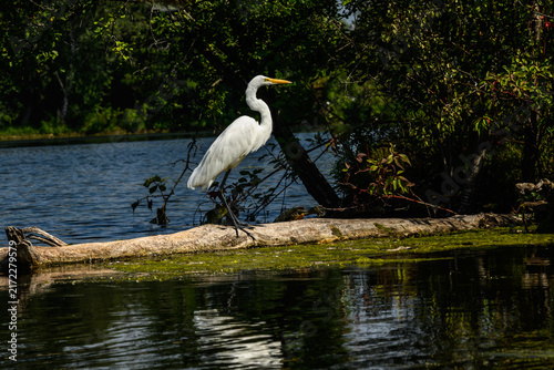 Photography Great egret (Ardea alba) standing alert on a fallen log in a wetland bird sanctu