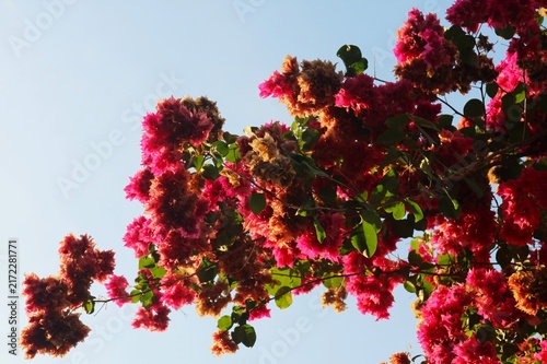Canvas Print A lush cluster of bright red bougainvillea flowers photographed from below against a blue sky