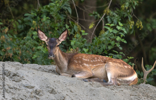 Obraz na płótnie Red deer fawn resting on sand 