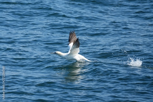 Canvastavla The northern gannet (Morus bassanus) is a seabird, the largest species of the gannet family, Sulidae