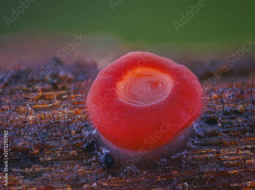 Small red mushroom. Close up picture of microscopic mushroom