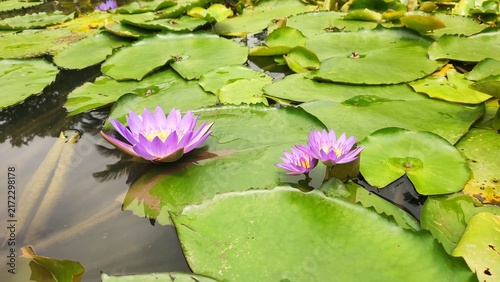 Fotografía pink water lily