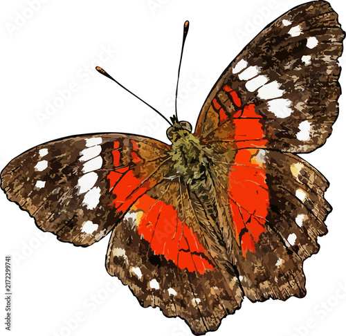 Canvas Print Red admiral butterfly Anartia jatrophae illustration art