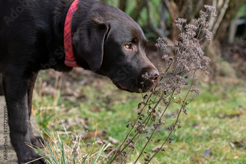 Fotografie A soulful chocolate Labrador retriever inquisitively leans in to sniff a cluster