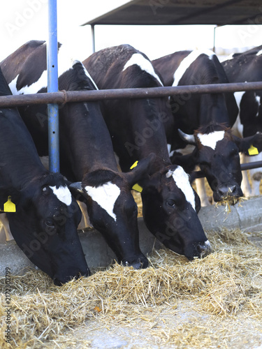 Holstein dairy cows eating hay at a feeding trough on a livestock farm
