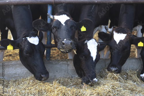 Curious Holstein cows looking at camera inside a dairy cattle barn