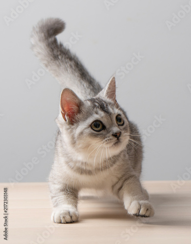 Obraz w ramie cat on white background