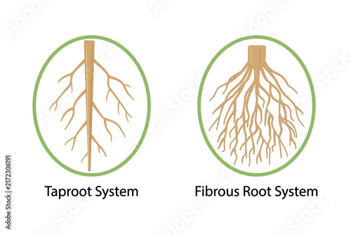 Root types icon on white background, comprehensive comparison between taproot system with its thick central primary root, taproot system and fibrous root system, biology education, vector illustration