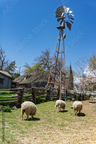 Riverdale farm, Toronto, Canada -Three sheep grazing in a rural pasture beside a traditional windmill and wooden farm buildings under a clear blue sky