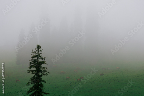 Hidden Prairie: Horses at Ease Enfolded in Mist.
