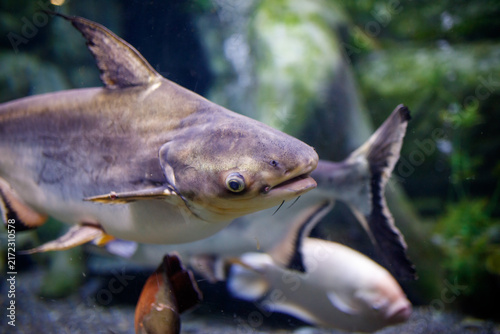 Принти на полотні Aquarium scene with large catfish and smaller fish swimming near green plants