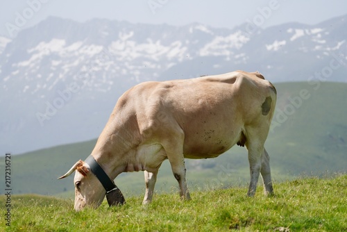 Fotografie vache qui broute en montagne