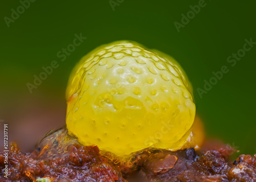 Honeycomb Coral Slime Mold. it's a small protist organism