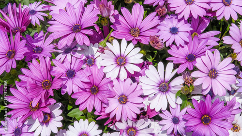 Osteospermum, bright pink and purple African daisies on flower bed in public park. Landscaping, city streets and back yard decoration. Gardening and replanting flowers, biodiversity