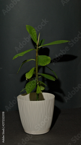 Canvastavla Euphorbia grantii, also known by the synonym Synadenium grantii, growing as a potted succulent houseplant with upright fleshy stem and green leaves