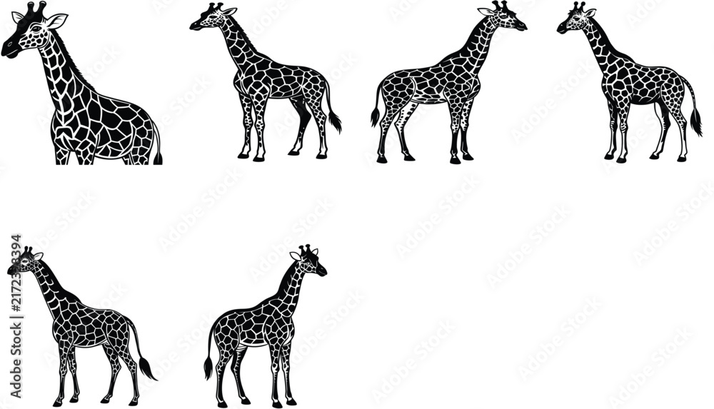 Obraz premium Standing giraffe illustration, simple black and white coloring page for kids