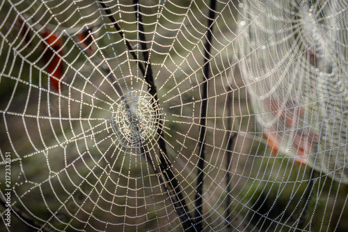 Foto Intricate spider web covered with countless morning dew droplets sparkling in soft sunlight, creating a detailed natural geometric pattern
