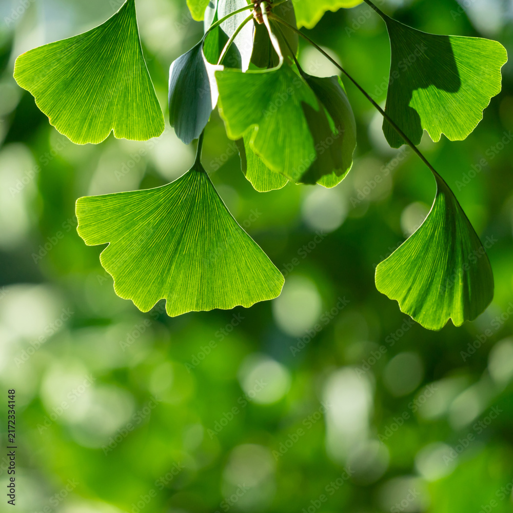 Obraz premium Close-up of Ginkgo biloba leaves back lit.